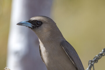 Black-faced Woodswallow in Queensland Australia
