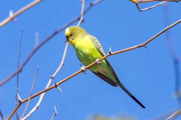 Wild Budgerigar in Queensland Australia
