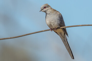 Diamond Dove in Queensland Australia