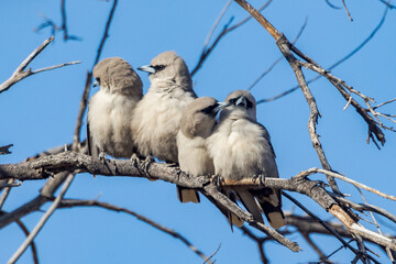 Black-faced Woodswallow in Queensland Australia