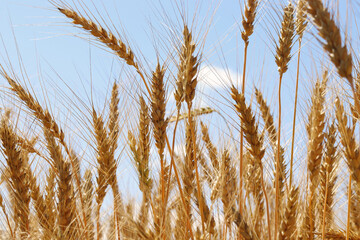 Ears of rye against the blue sky. Rye field. selective focus