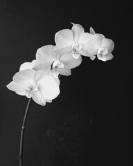 Fototapeta na wymiar Dramatic Orchid
