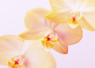 Dreamy Orchid