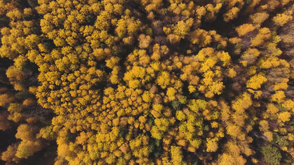 Amazing autumn of the golden forest against the backdrop of blue sky. Clip. Nature Reserve, giant natural park of mixed coniferous and deciduous forest.