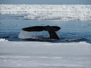 Bowhead whales, Balaena mysticetus, swimming in the Arctic of Canada