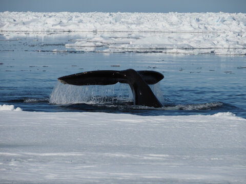 Bowhead Whales, Balaena Mysticetus, Swimming In The Arctic Of Canada