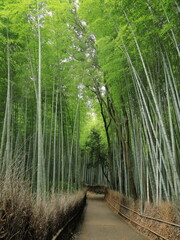 京の涼さがし（嵐山竹林の道）