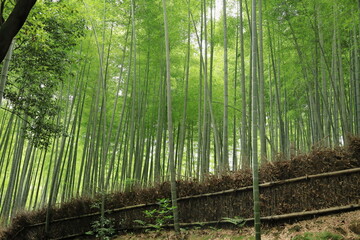Fototapeta premium 京の涼さがし（嵐山竹林の道）