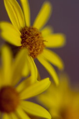 Obraz premium yellow flower macro