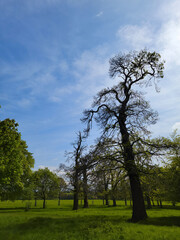Single green tree with a bench for relaxing