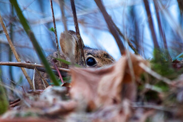 Hiding Rabbit