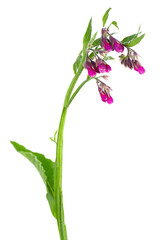 Comfrey bush with flowers, isolated on white background. Symphytum officinale plant. Herbal medicine. Clipping path. - obrazy, fototapety, plakaty