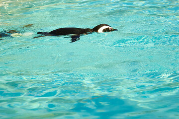 Blackpool Zoo Magellanic Penguins Swimming in the Pool Enclosure
