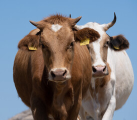 Free roaming cow in nature. Selective focus. Close up.
