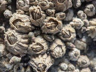 Barnacles and seasnail closeup