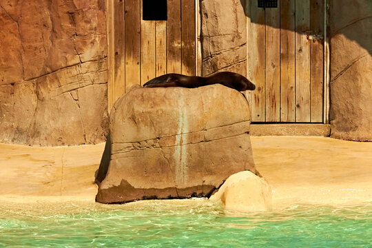 Sea Lion Enclosure at Blackpool Zoo in Summer