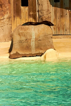 Sea Lion Enclosure at Blackpool Zoo in Summer