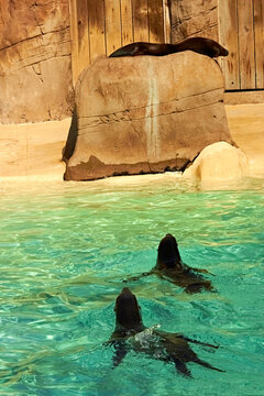 Sea Lion Enclosure at Blackpool Zoo in Summer