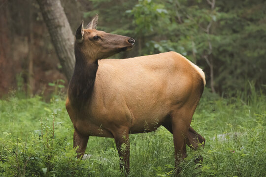 Cow Elk. Alberta, Canada