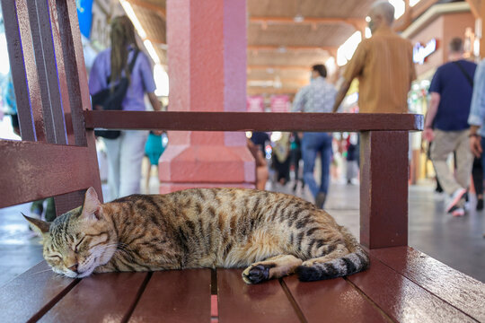 Homeless tabby cat sleeps on bench at on Traditional market in Dubai, UAE, selective focus. High quality photo