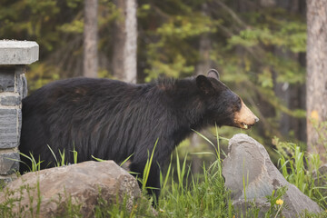Wildlife portrait of a North American Black Bear (Ursus americanus), eating grass and dandelions in...