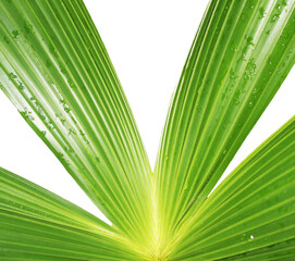 floral background, beautiful , bright, green palm leaf after rain in the sun and in drops of water