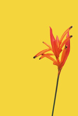 floral background, bright, orange strelitzia flower on a yellow background, copy space
