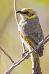 Grey-fronted Honeyeater in Queensland Australia