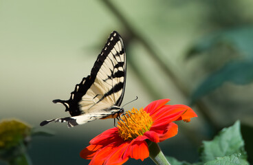 Eastern Tiger Swallowtail (Papilio glaucus) butterfly feeding on a Mexican Sunflower (Tithonia 'Torch') in southern Michigan 