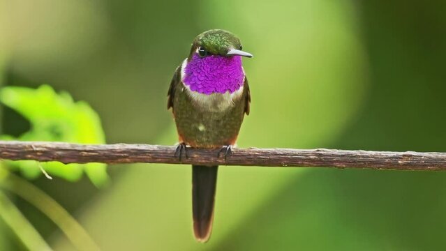 Purple-throated Woodstar - Calliphlox mitchellii hummingbird, one of two Philodice species, found in Colombia, Ecuador and Panama, small violet, purple bird from South America, face to face.