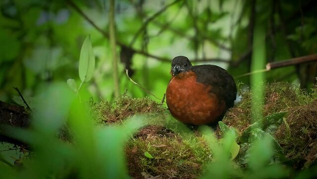 Dark-backed Wood-Quail - Odontophorus melanonotus bird species in the family Odontophoridae, the New World quail, found in Colombia and Ecuador in forest. Eating food in the green rainforest.