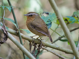Rufous Gnateater - Conopophaga lineata – chupa-dente