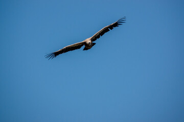 detailed close up of Griffon vulture, Eurasion griffon (Gyps fulvus) in soaring flight