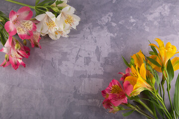 Bright summer flowers alstroemeria on grey concrete background. Top view on white, pink, yellow lily with green stems and leaves. Flat lay, copy space for text