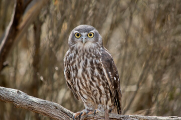 the barking owl is perched in a tree looking out for danger