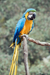 the blue and gold macaw is sitting on a perch. it is a large south american parrot