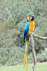 the blue and gold macaw is sitting on a perch. it is a large south american parrot