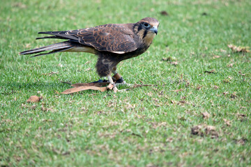 the brown falcon has dark marks below and behind its eye, its body is brown with some white.
