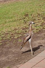 The Bush Stone-curlew, or Bush Thick-knee, is a large, slim, mainly nocturnal, ground-dwelling bird. 