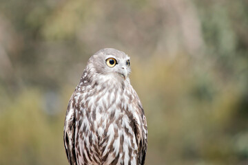 this is a close up of a barking owl looking out for danger