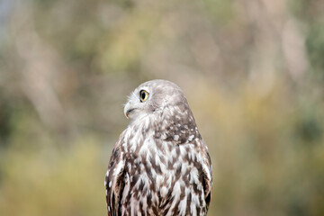 this is a close up of a barking owl looking out for danger