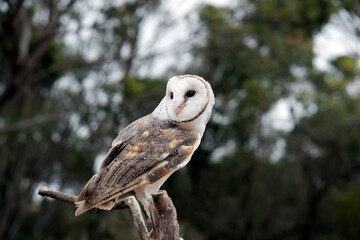 the barn owl is found in almost every country in the world