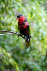 the black capped lory has black on top of their heads and red on the face with an orange beak
