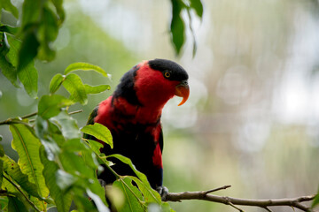 the black capped lory has a black forehead red and black body and green wings