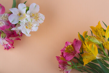 Fototapeta na wymiar Blank pink place for text with bright yellow, pink, white alstroemeria lily fllowers. Top view, flat lay, copy space