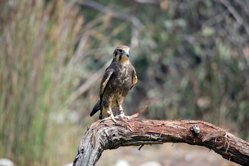 the brown falcon has dark marks below and behind its eye, its body is brown with some white.