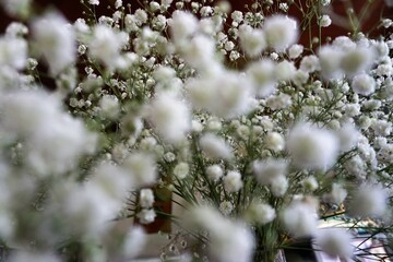 Weißes Schleierkraut 