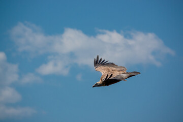detailed close up of Griffon vulture, Eurasion griffon (Gyps fulvus) in soaring flight