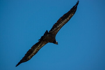 detailed close up of Griffon vulture, Eurasion griffon (Gyps fulvus) in soaring flight