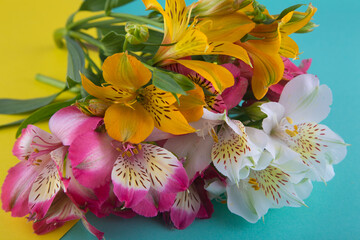 Alstroemeria bouquet on blue, yellow background. Pink, white summer lily front view